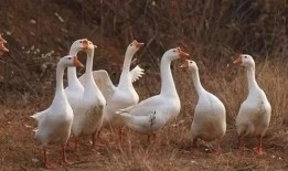 爆料人笑出鹅叫声视频大全,笑出鹅叫声的搞笑视频大盘点