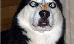 使命召唤哈士奇爆料视频,哈士奇新爆料！揭秘神秘游戏内容与玩法