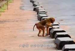 猴子爆料最新消息视频大全,最新消息视频大全精彩回顾