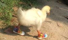 爆料人笑出鹅叫声视频大全,笑出鹅叫声的搞笑视频大盘点