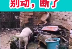 搞笑最新爆料视频大全,笑到肚子疼！