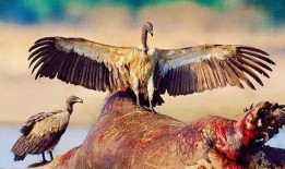 秃鹫在线观看,空中猎手的生存法则