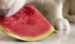 网红狗哥吃瓜,揭秘网红狗界的最新热点事件