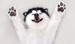 使命召唤哈士奇爆料视频,哈士奇新爆料！揭秘神秘游戏内容与玩法