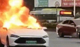 爆料海豚自燃视频播放,真相究竟如何？