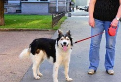 娱乐吃瓜酱骑车狗