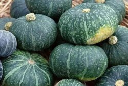 助农免费吃瓜,免费吃瓜盛宴，共享丰收喜悦