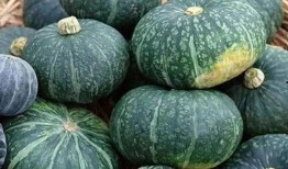 助农免费吃瓜,免费吃瓜盛宴，共享丰收喜悦