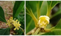 娱乐吃瓜酱桂花树下,桂花树下，揭秘娱乐圈那些不为人知的秘密