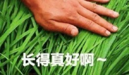 美国割韭菜爆料视频大全,视频大全深度剖析