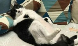 猫哥最新预测爆料,揭秘未来趋势，揭秘行业动向！