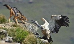 秃鹫在线观看,空中猎手的生存法则