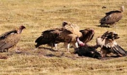 秃鹫在线观看,空中猎手的生存法则