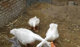 爆料人笑出鹅叫声视频大全,笑出鹅叫声的搞笑视频大盘点