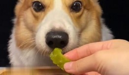 网红狗哥吃瓜,揭秘网红狗界的最新热点事件