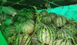 助农免费吃瓜,免费吃瓜盛宴，共享丰收喜悦