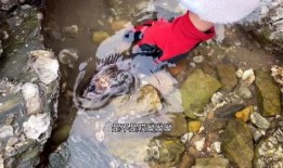 捡鱼赶海视频爆料,海浪中的惊喜瞬间！